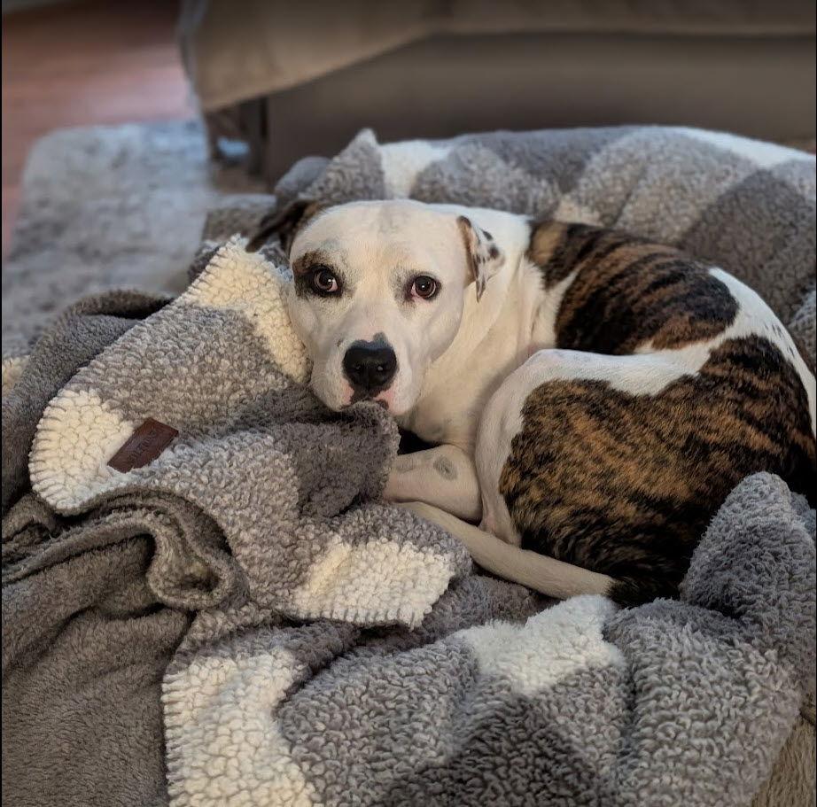 Enlarge Lola, a Adoptable Pit Bull Terrier in Richmond, VA image 3/3
