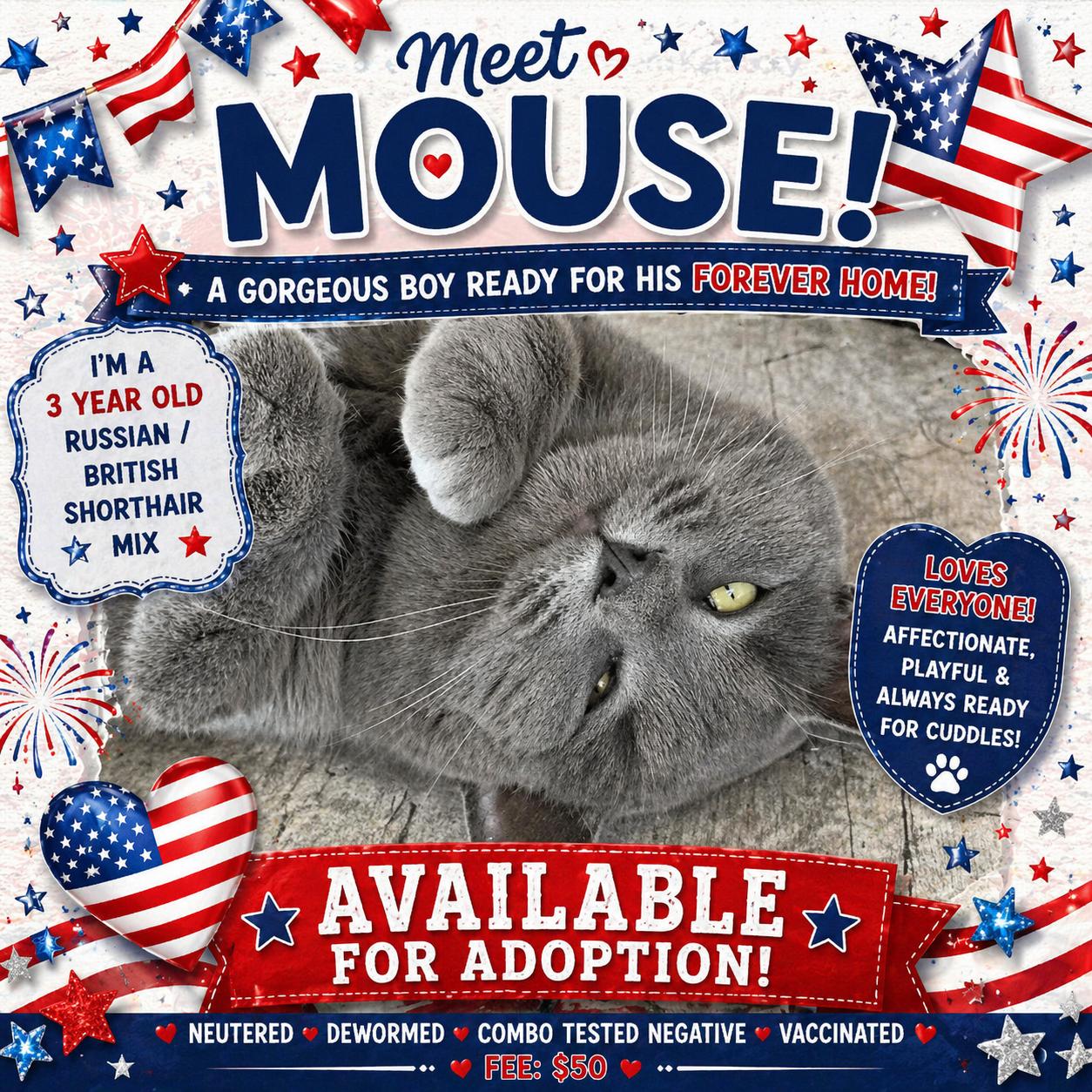 Mouse of Gray, a ADOPTABLE mixed breed in Taylor Mill, KY image 1/3