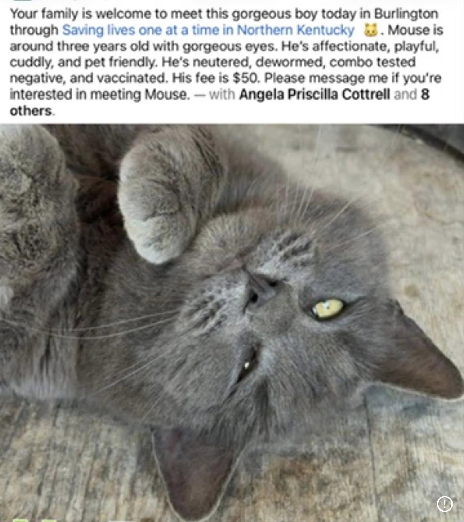 Mouse of Gray, a ADOPTABLE mixed breed in Taylor Mill, KY image 2/3