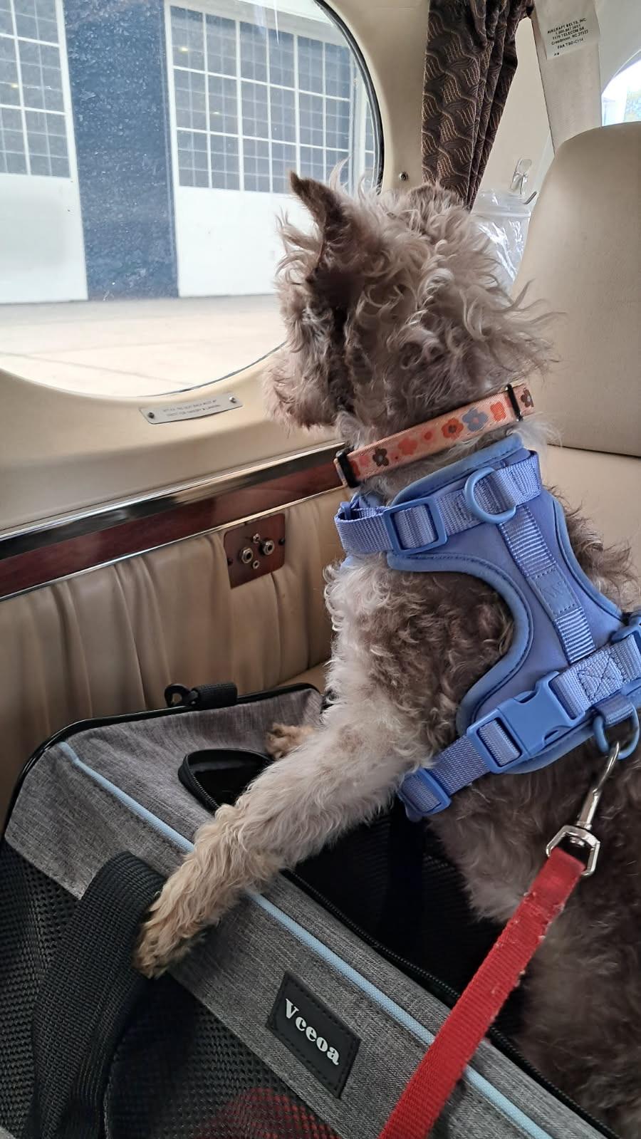 Hedi, Adoptable, Senior Female Miniature Schnauzer.