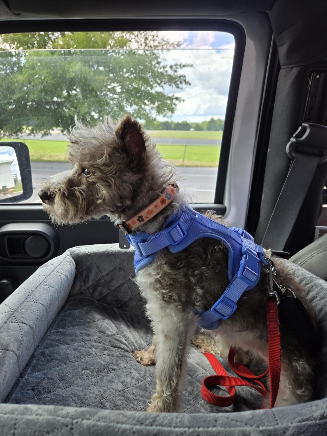 Hedi, Adoptable, Senior Female Miniature Schnauzer.
