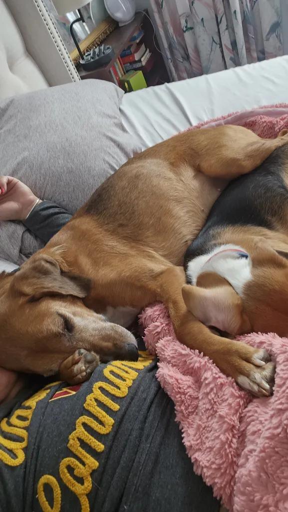 Roo Onslow, a Adoptable Treeing Walker Coonhound in Waldorf, MD image 3/6