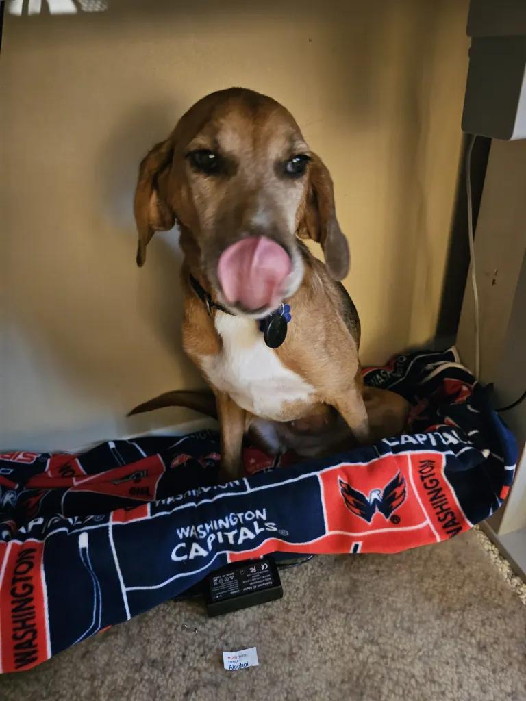 Roo Onslow, a Adoptable Treeing Walker Coonhound in Waldorf, MD image 4/6