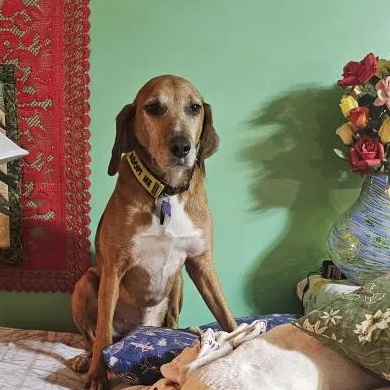 Roo Onslow, a Adoptable Treeing Walker Coonhound in Waldorf, MD image 2/6