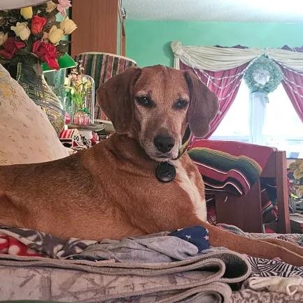 Roo Onslow, Adoptable, Adult Female Treeing Walker Coonhound.