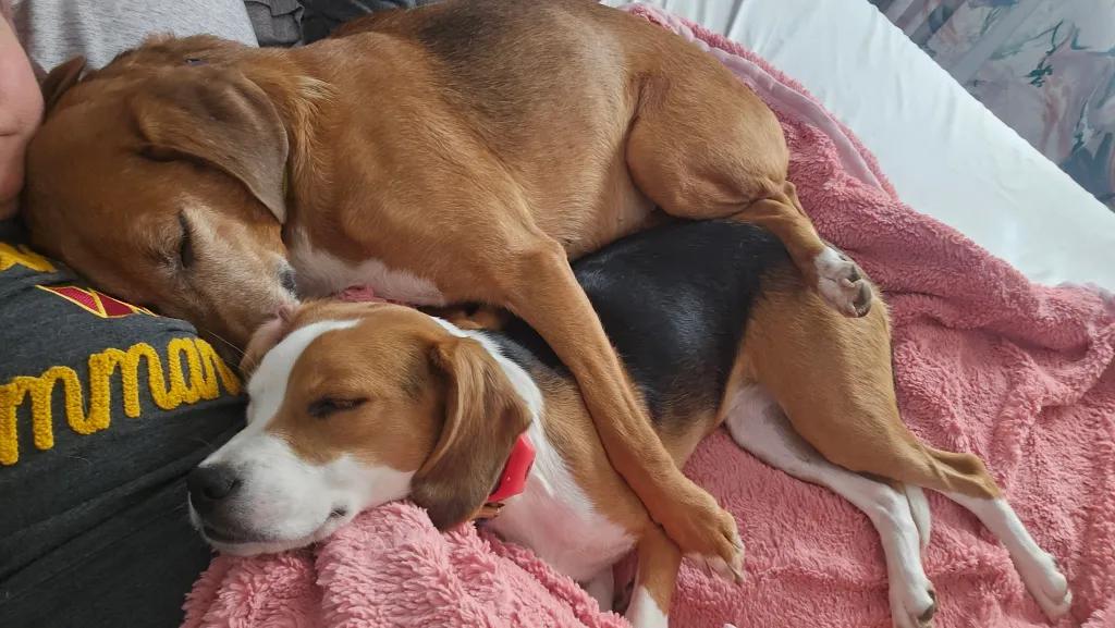 Roo Onslow, a Adoptable Treeing Walker Coonhound in Waldorf, MD image 6/6