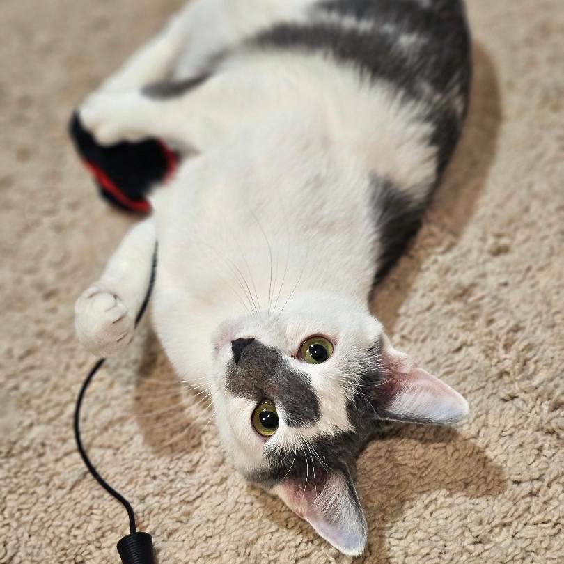 Lulu — thumbnail 2