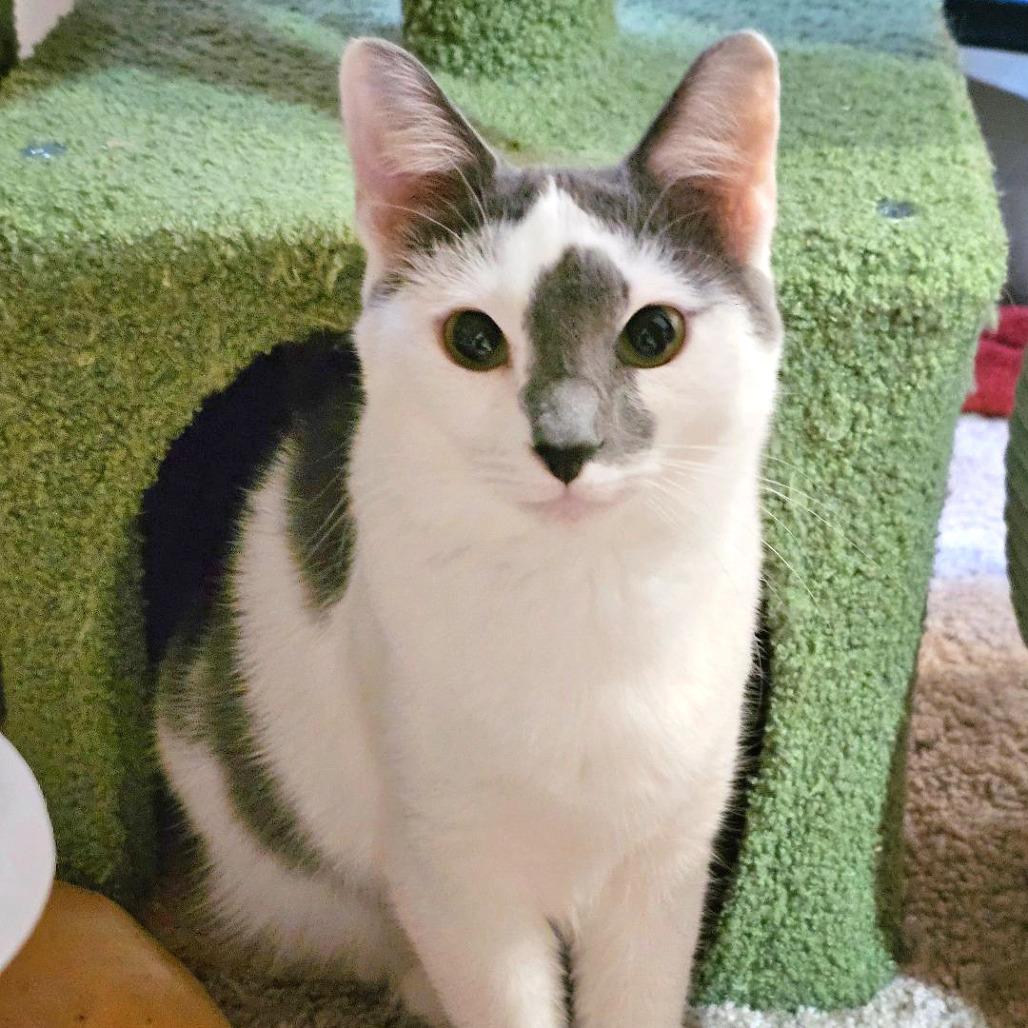 Lulu — thumbnail 3