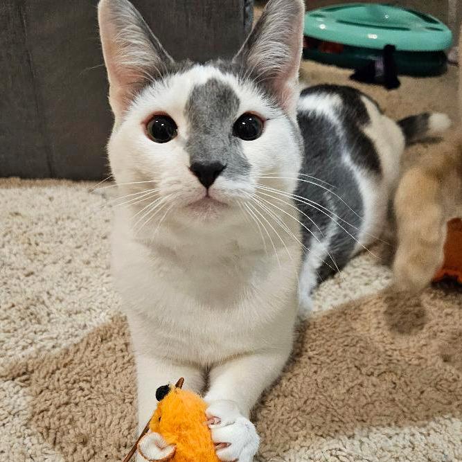 Lulu — thumbnail 4