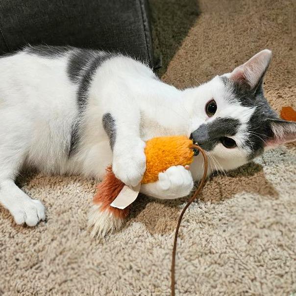 Lulu — thumbnail 5