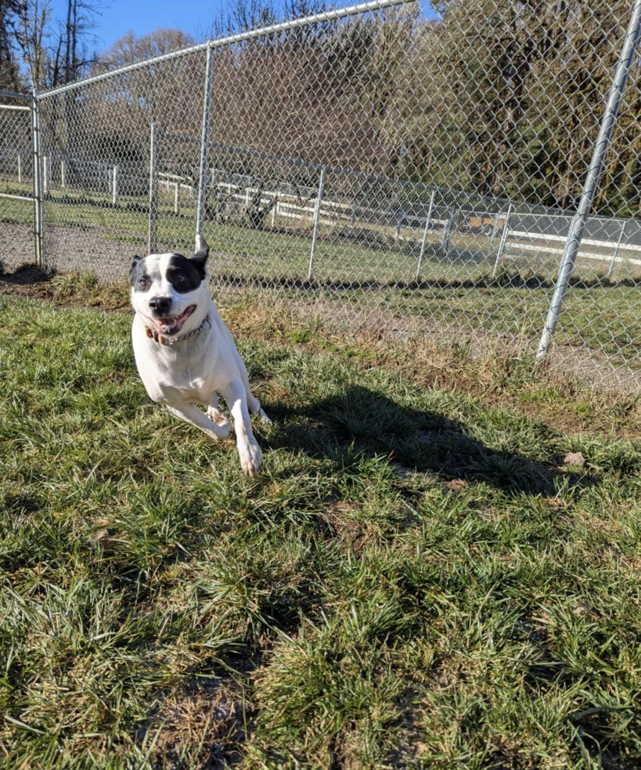 Sugarplum, a Adoptable mixed breed in Beaverton, OR image 3/5