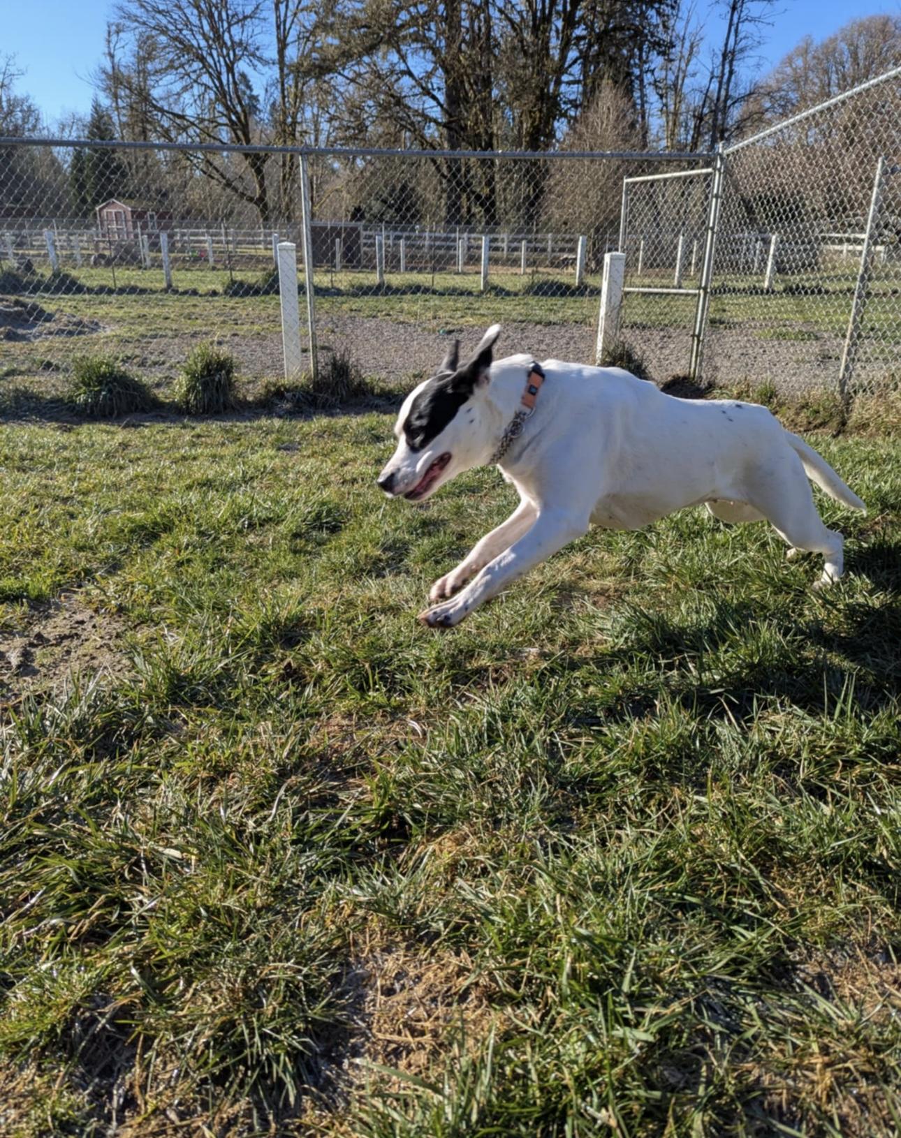 Sugarplum, a Adoptable mixed breed in Beaverton, OR image 4/5