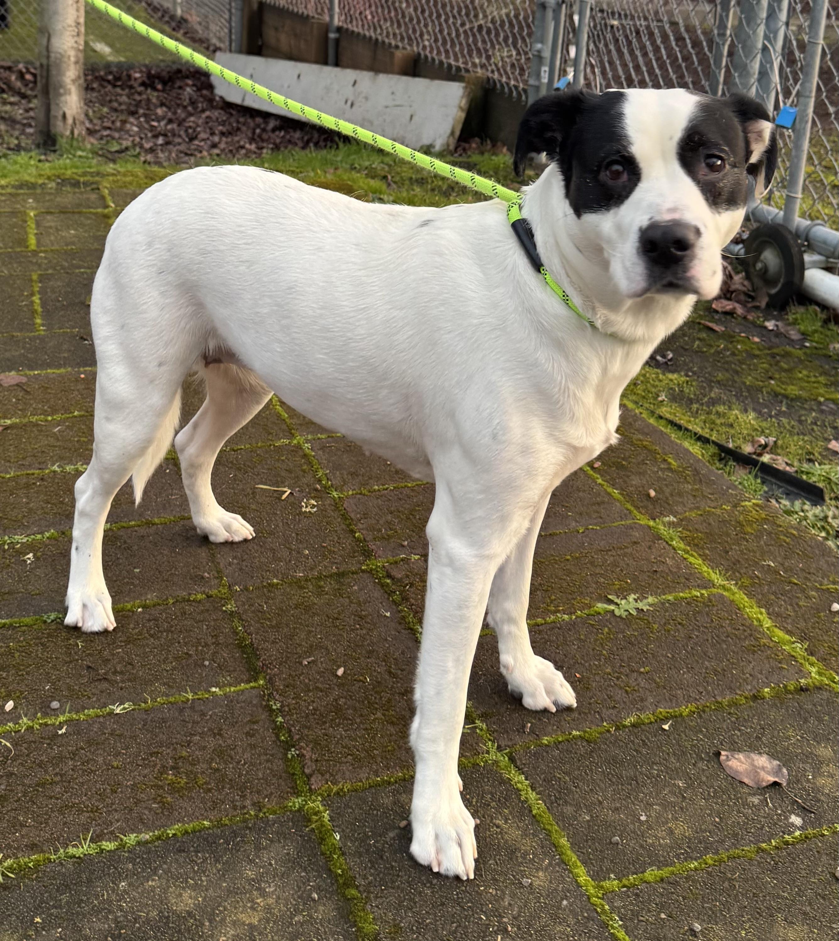 Sugarplum, a Adoptable mixed breed in Beaverton, OR image 2/5