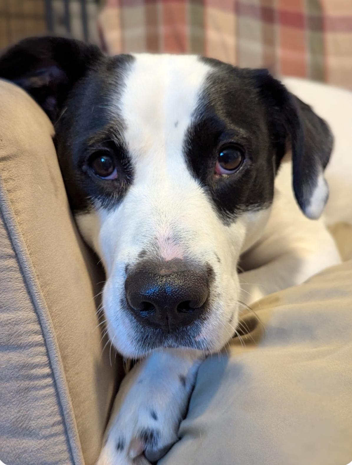 Sugarplum, a Adoptable mixed breed in Beaverton, OR image 1/5