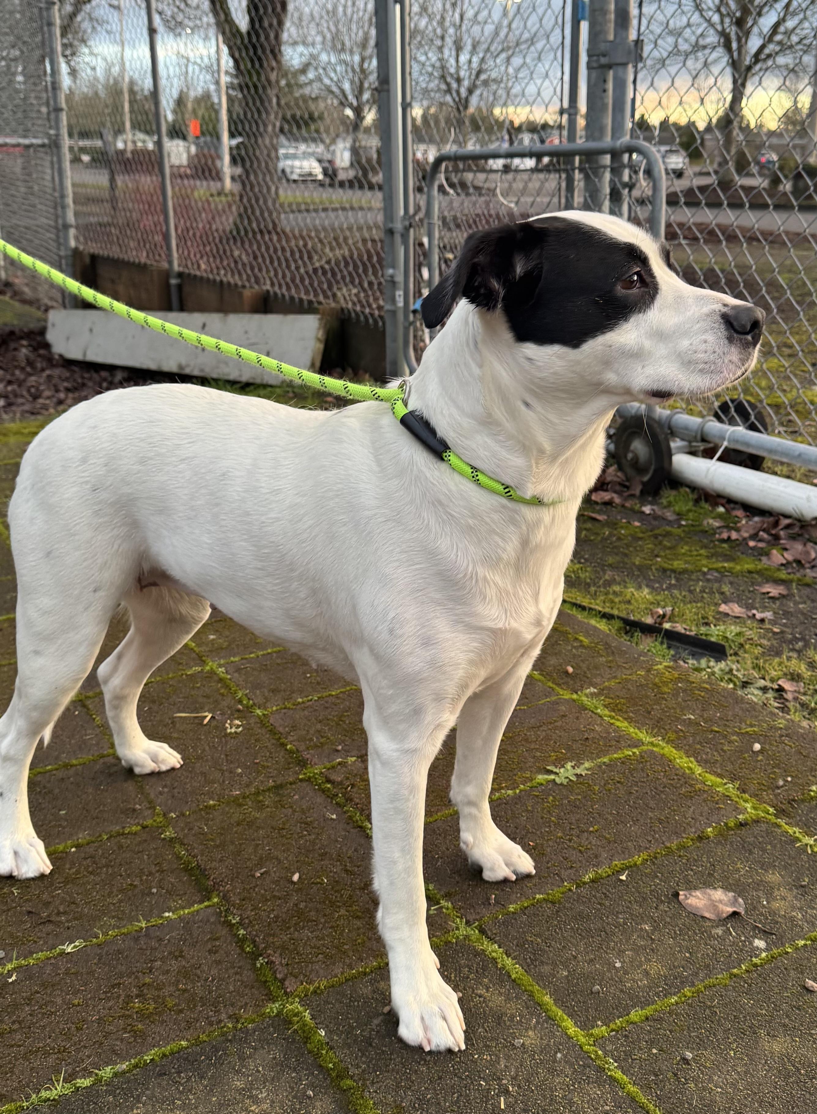 Sugarplum, a Adoptable mixed breed in Beaverton, OR image 5/5