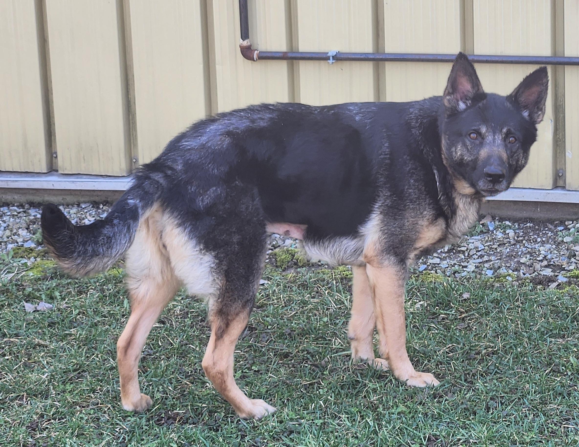 Enlarge Sadie, a ADOPTABLE German Shepherd Dog in Keokuk, IA image 3/5