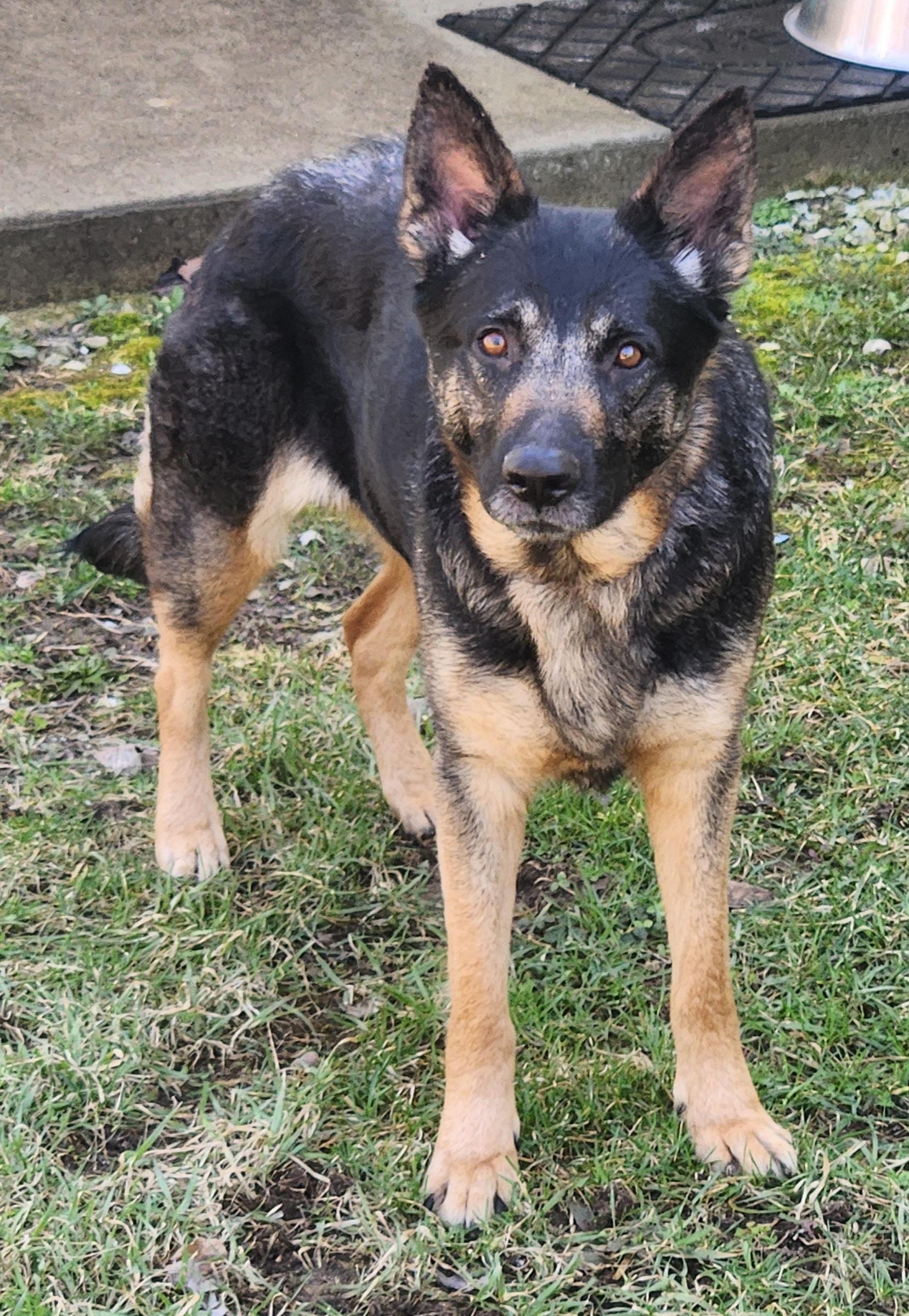 Enlarge Sadie, a ADOPTABLE German Shepherd Dog in Keokuk, IA image 4/5