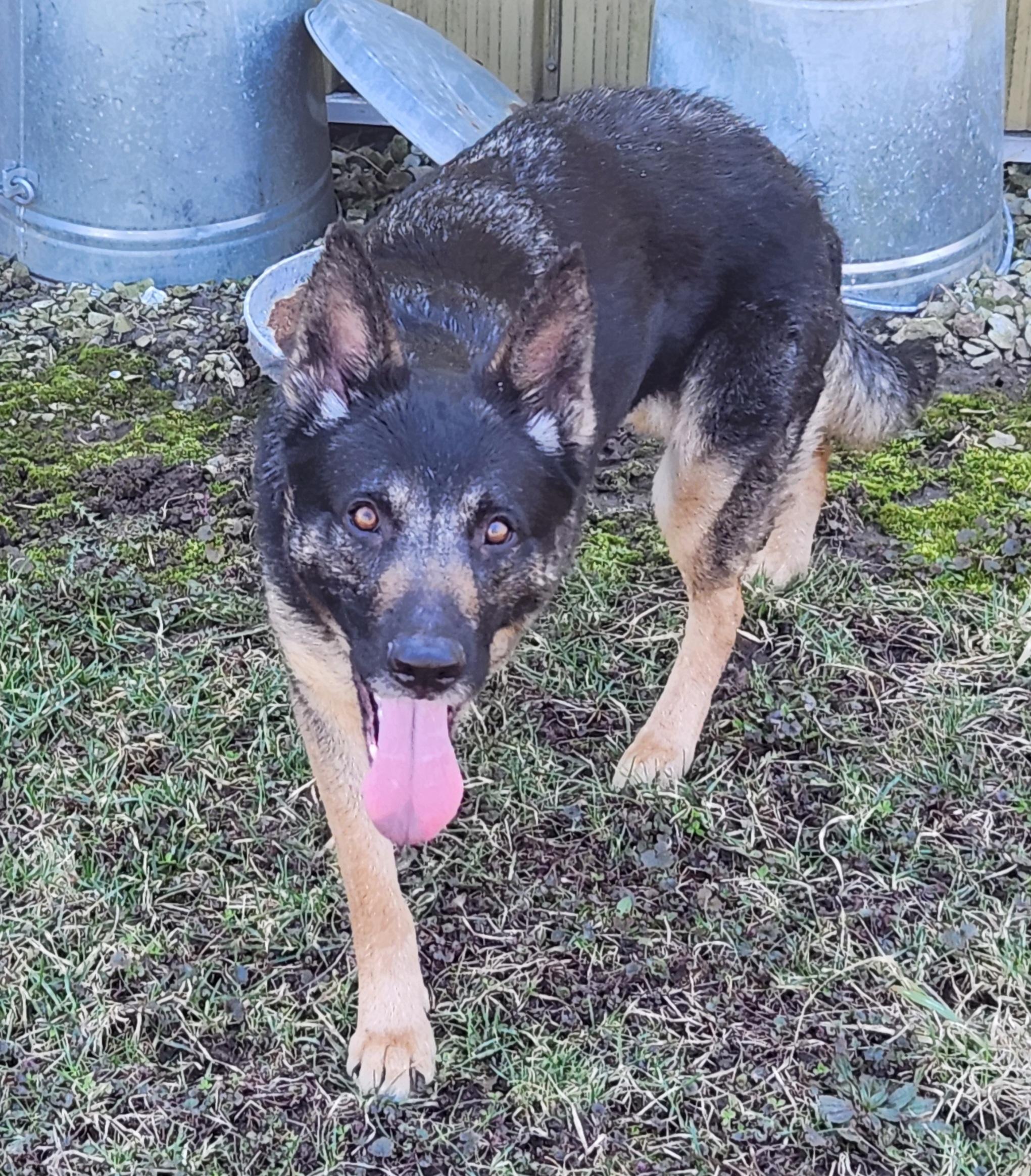 Enlarge Sadie, a ADOPTABLE German Shepherd Dog in Keokuk, IA image 5/5