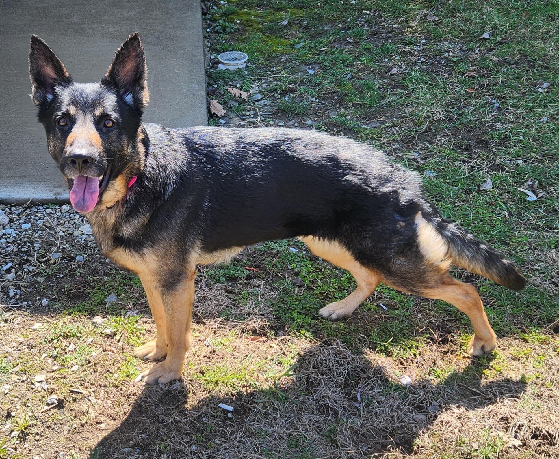 Enlarge Sadie, a ADOPTABLE German Shepherd Dog in Keokuk, IA image 1/5