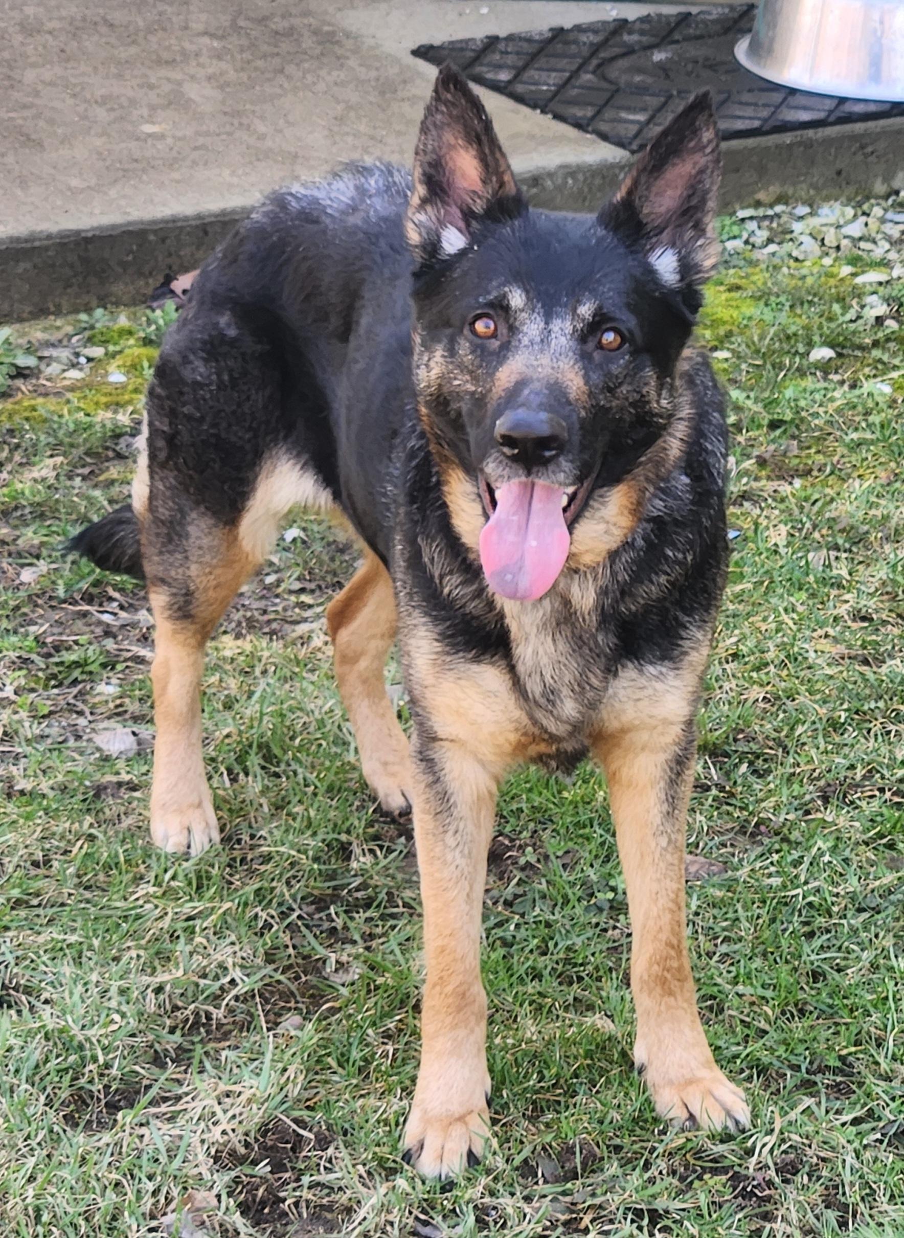 Enlarge Sadie, a ADOPTABLE German Shepherd Dog in Keokuk, IA image 2/5