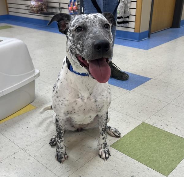 Winter, Adoptable, Young Female Bull Terrier & Dalmatian.