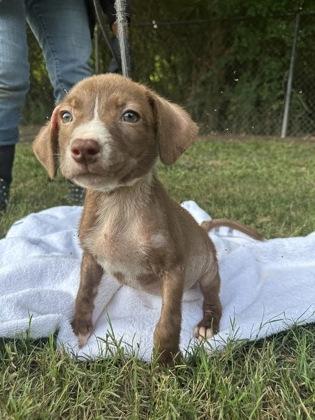 Apple Pie, Adoptable, Puppy Female Labrador Retriever & Mixed Breed.