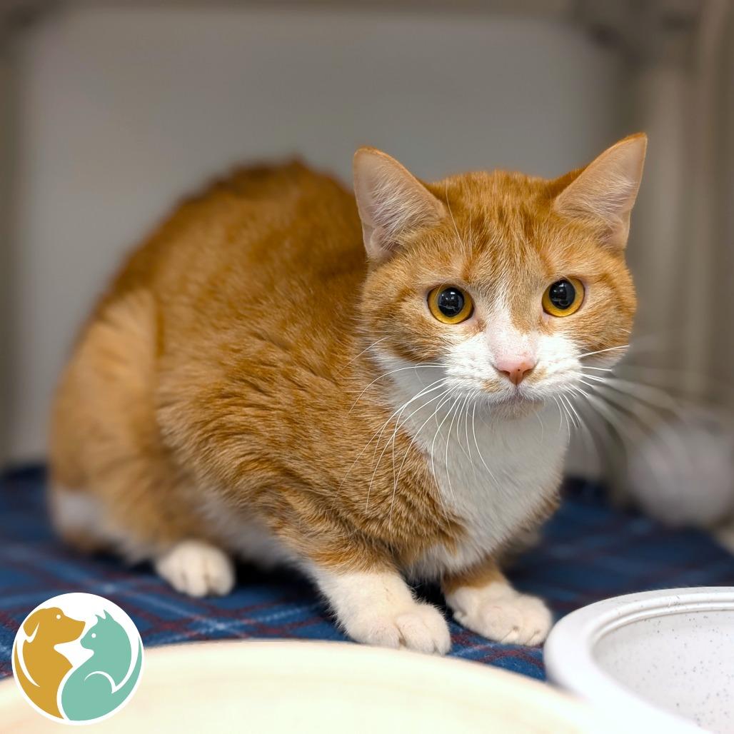 Queenie, Adoptable, Adult Female Domestic Short Hair.