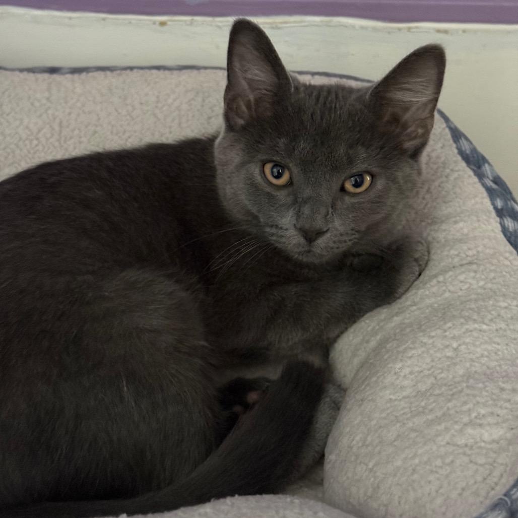 Kosher, adopted, Kitten Male Domestic Short Hair.