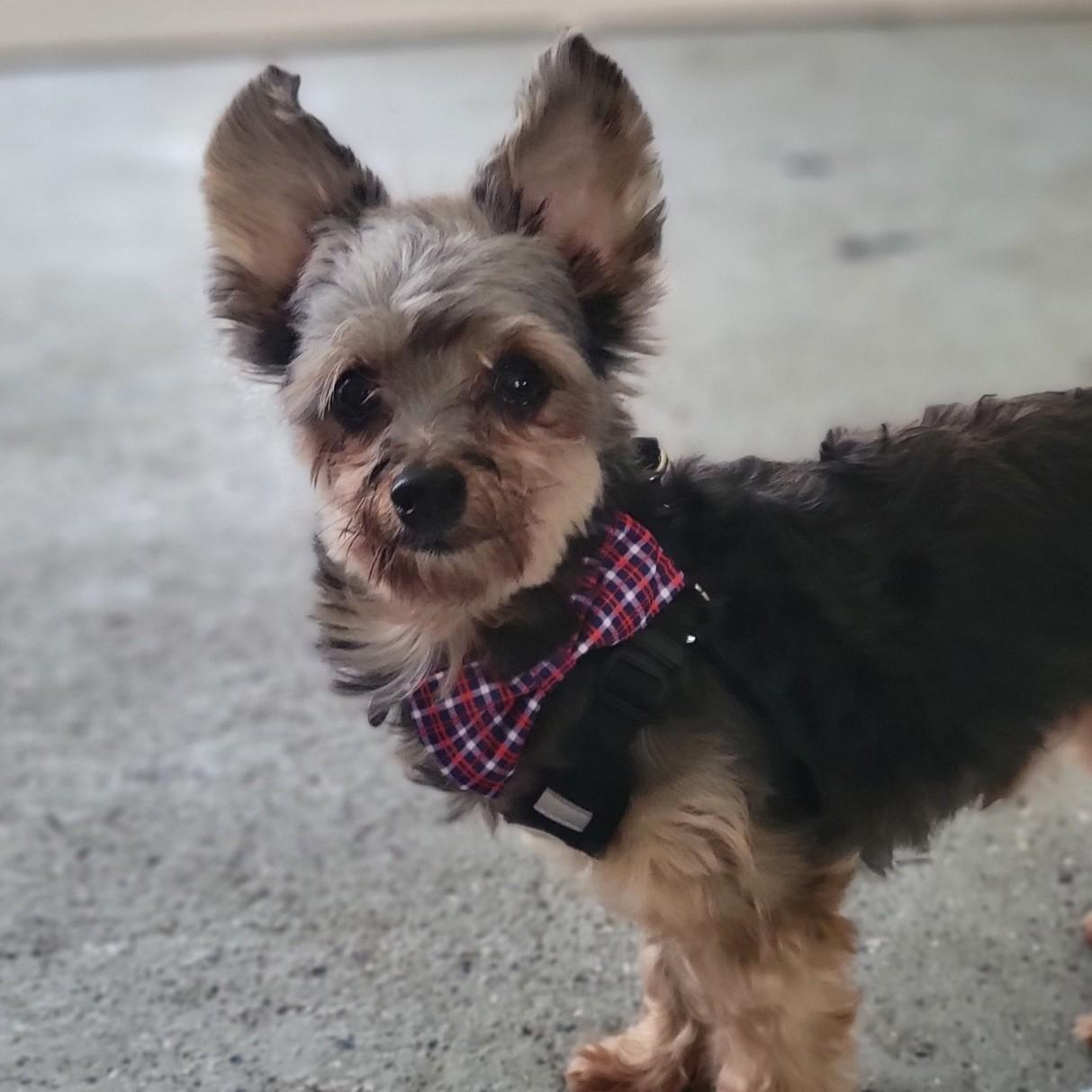 Enlarge Pierre, a ADOPTABLE Yorkshire Terrier in Shawnee, KS image 1/1