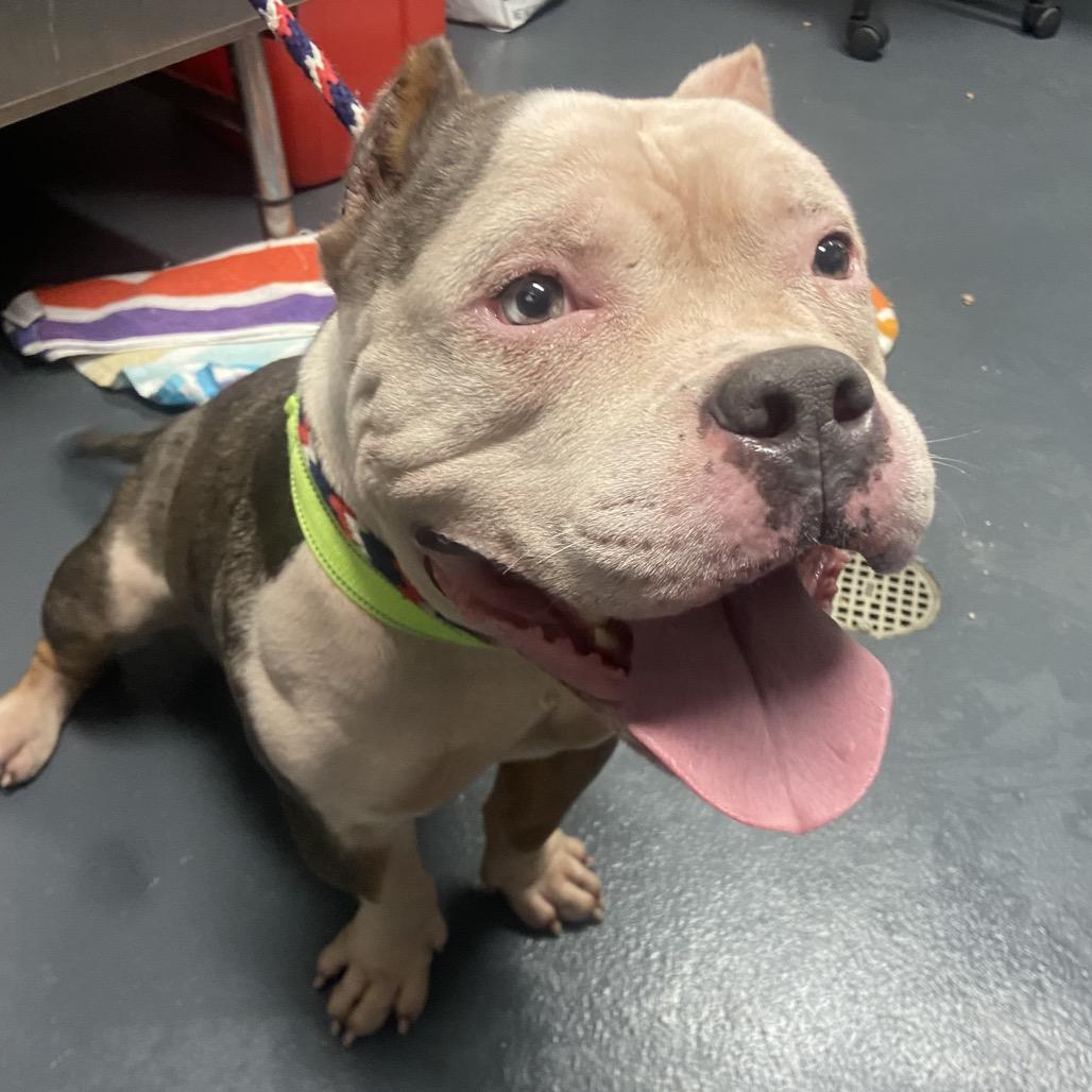 Hulk, Adoptable, Senior Male Mixed Breed.
