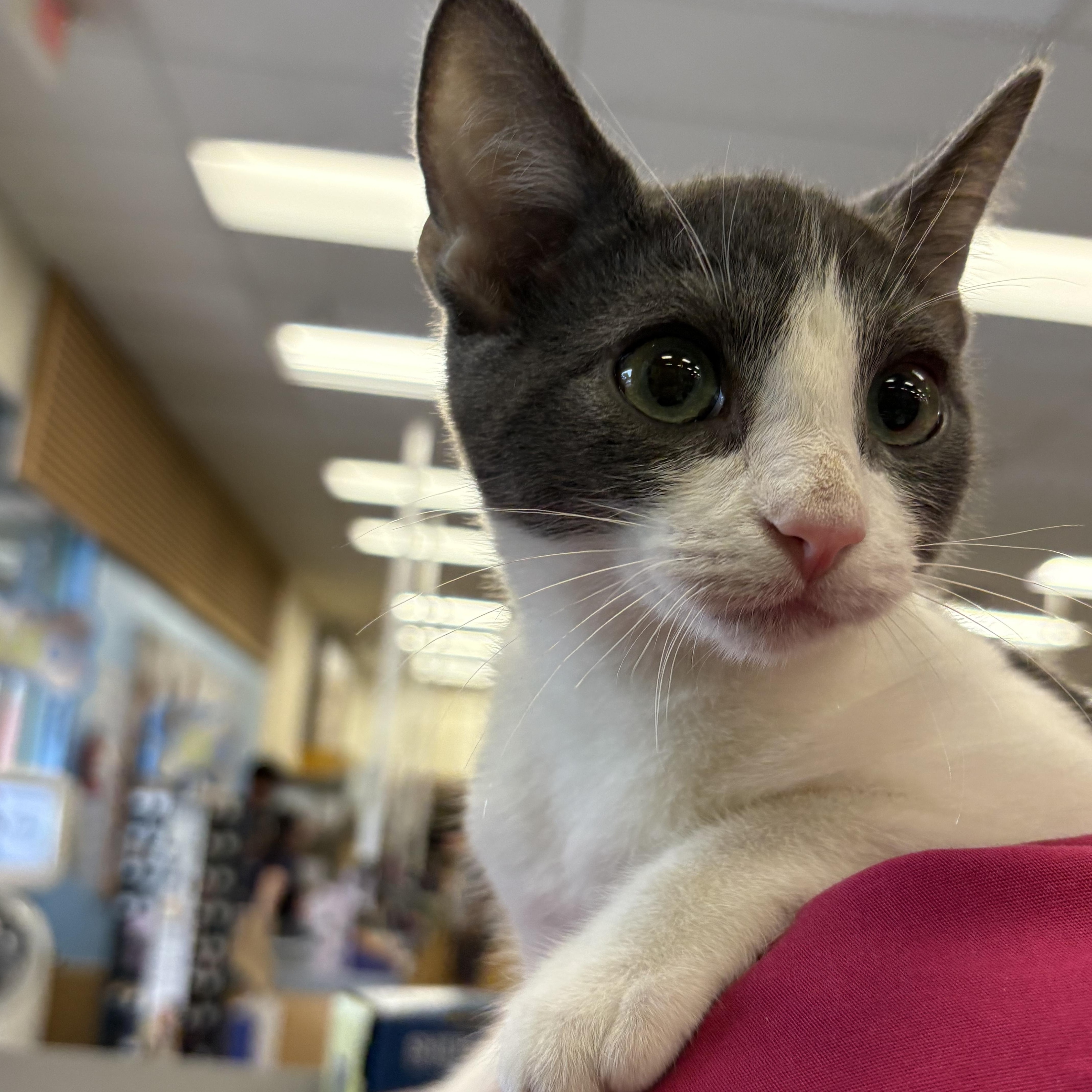 Cherry, Baby Female Domestic Short Hair