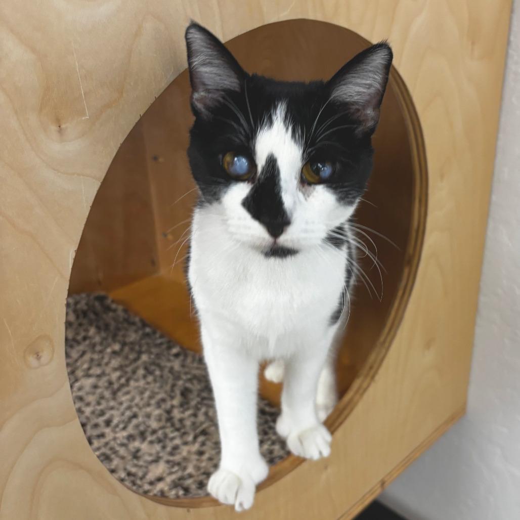 Tink, Adoptable, Senior Female Domestic Short Hair.