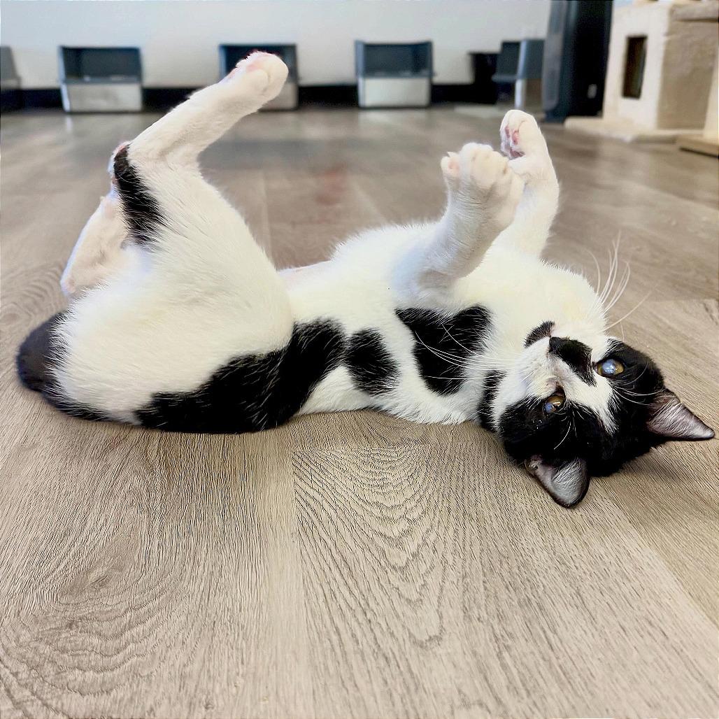 Enlarge Tink, a Adoptable Domestic Short Hair in Pleasant Hill, CA image 1/6