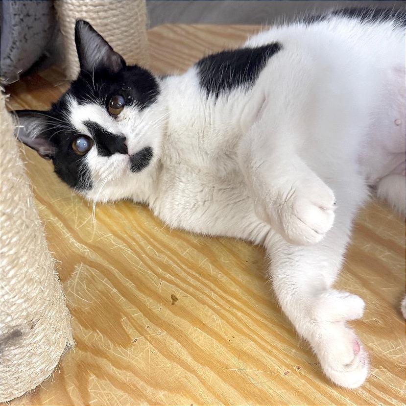 Enlarge Tink, a Adoptable Domestic Short Hair in Pleasant Hill, CA image 2/6