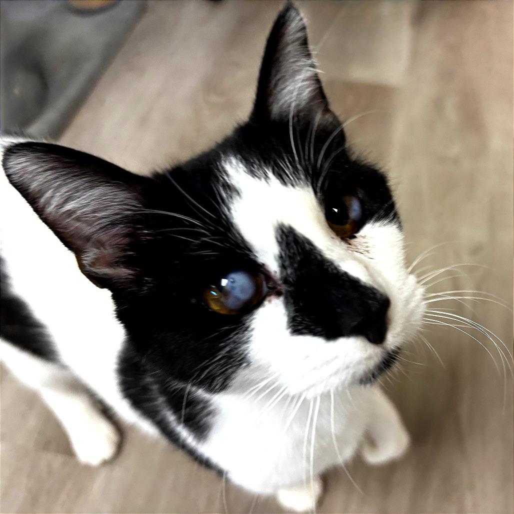 Enlarge Tink, a Adoptable Domestic Short Hair in Pleasant Hill, CA image 3/6