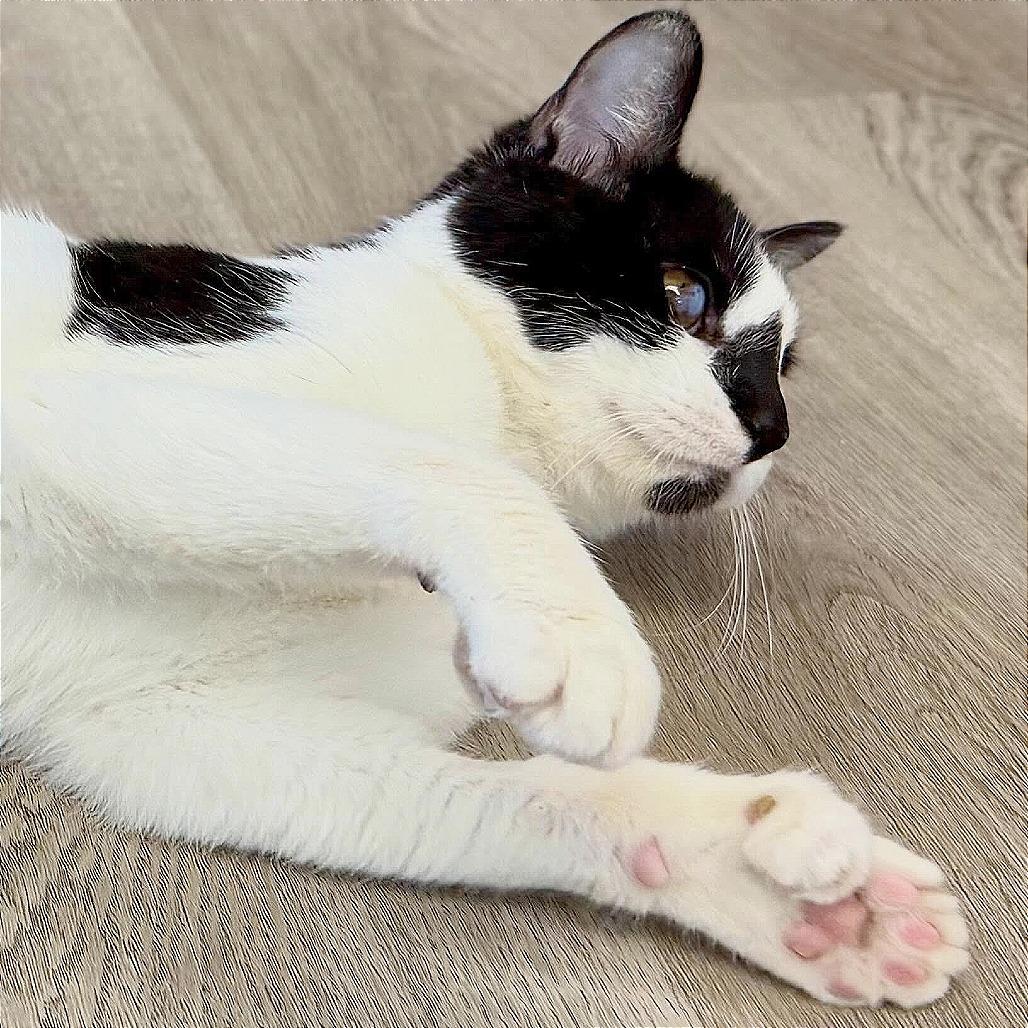 Enlarge Tink, a Adoptable Domestic Short Hair in Pleasant Hill, CA image 4/6