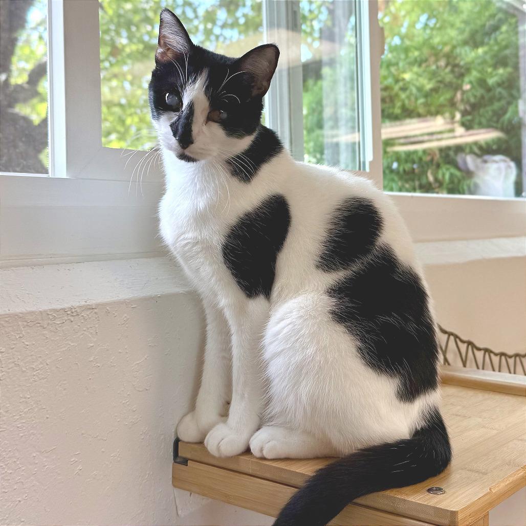 Enlarge Tink, a Adoptable Domestic Short Hair in Pleasant Hill, CA image 4/6