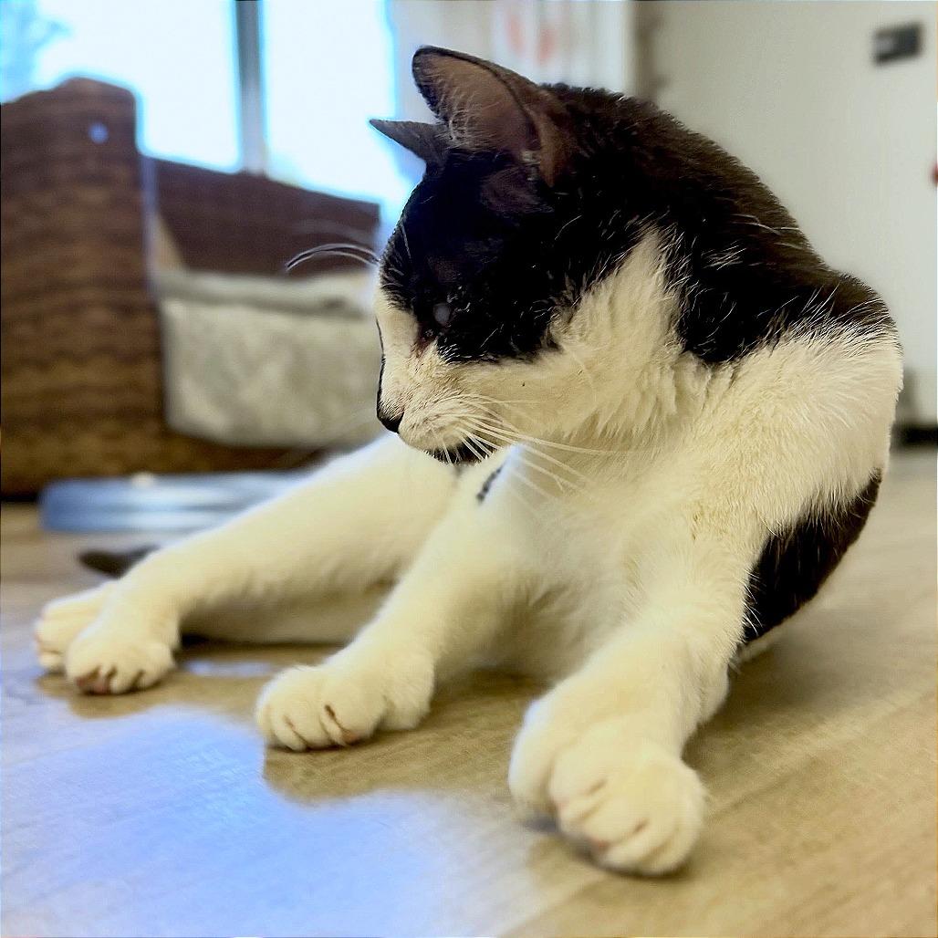 Enlarge Tink, a Adoptable Domestic Short Hair in Pleasant Hill, CA image 5/6