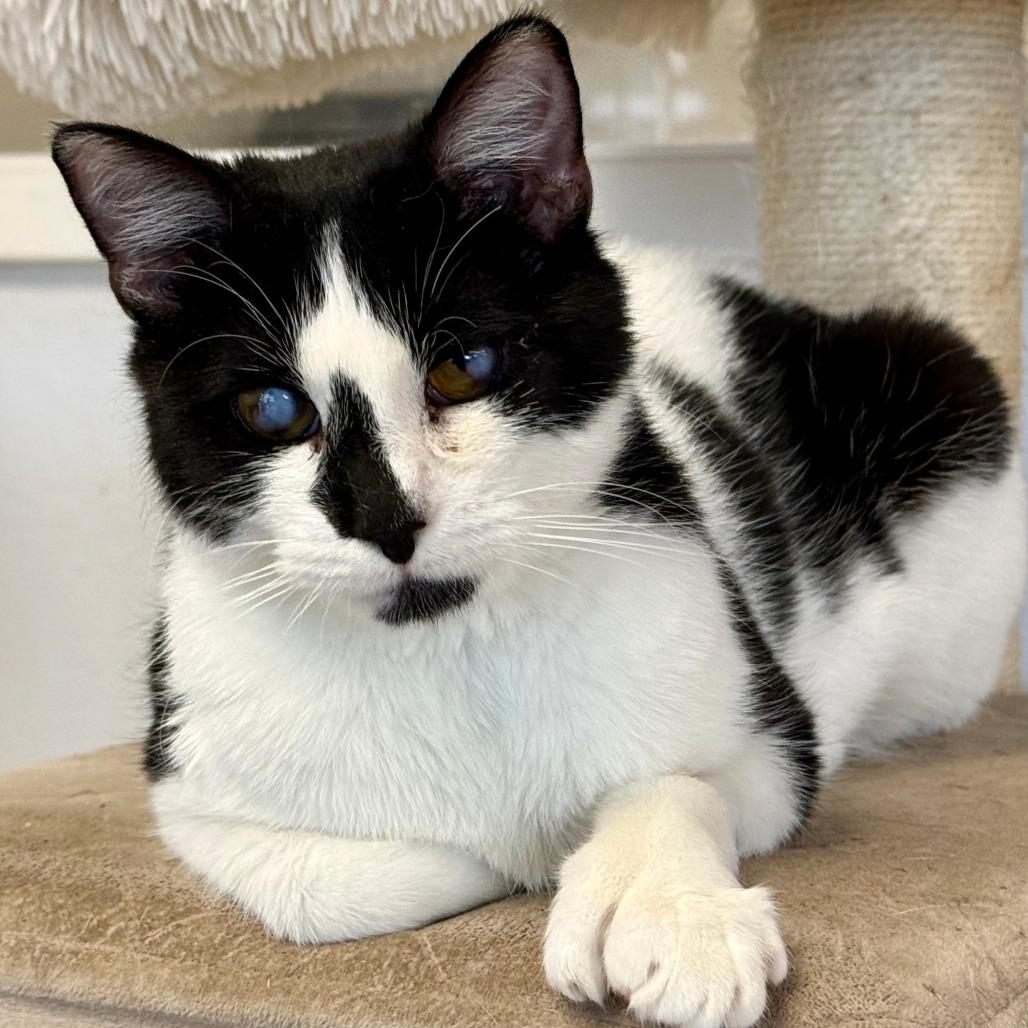 Tink, a Adoptable Domestic Short Hair in Pleasant Hill, CA image 5/6