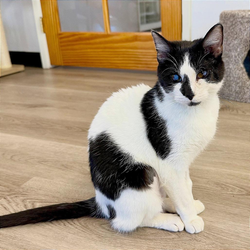 Enlarge Tink, a Adoptable Domestic Short Hair in Pleasant Hill, CA image 6/6