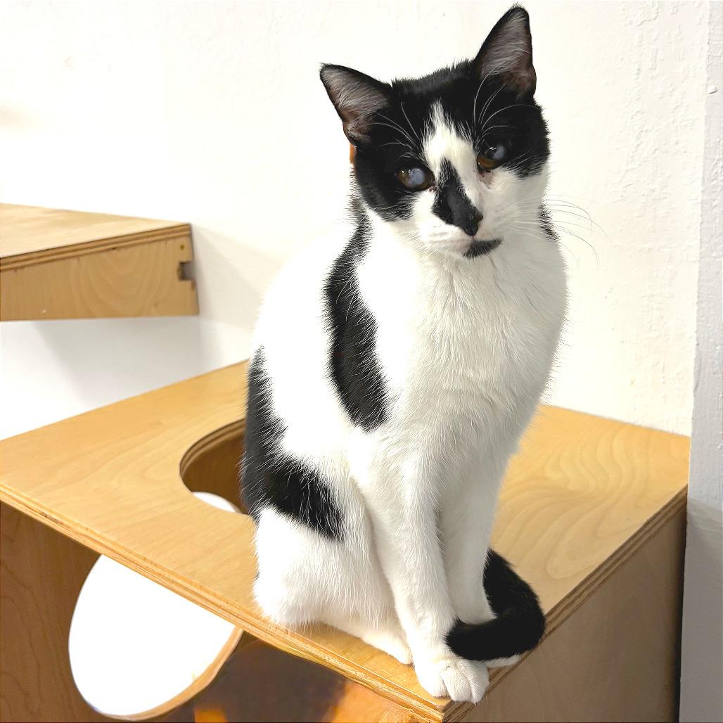 Enlarge Tink, a Adoptable Domestic Short Hair in Pleasant Hill, CA image 5/6