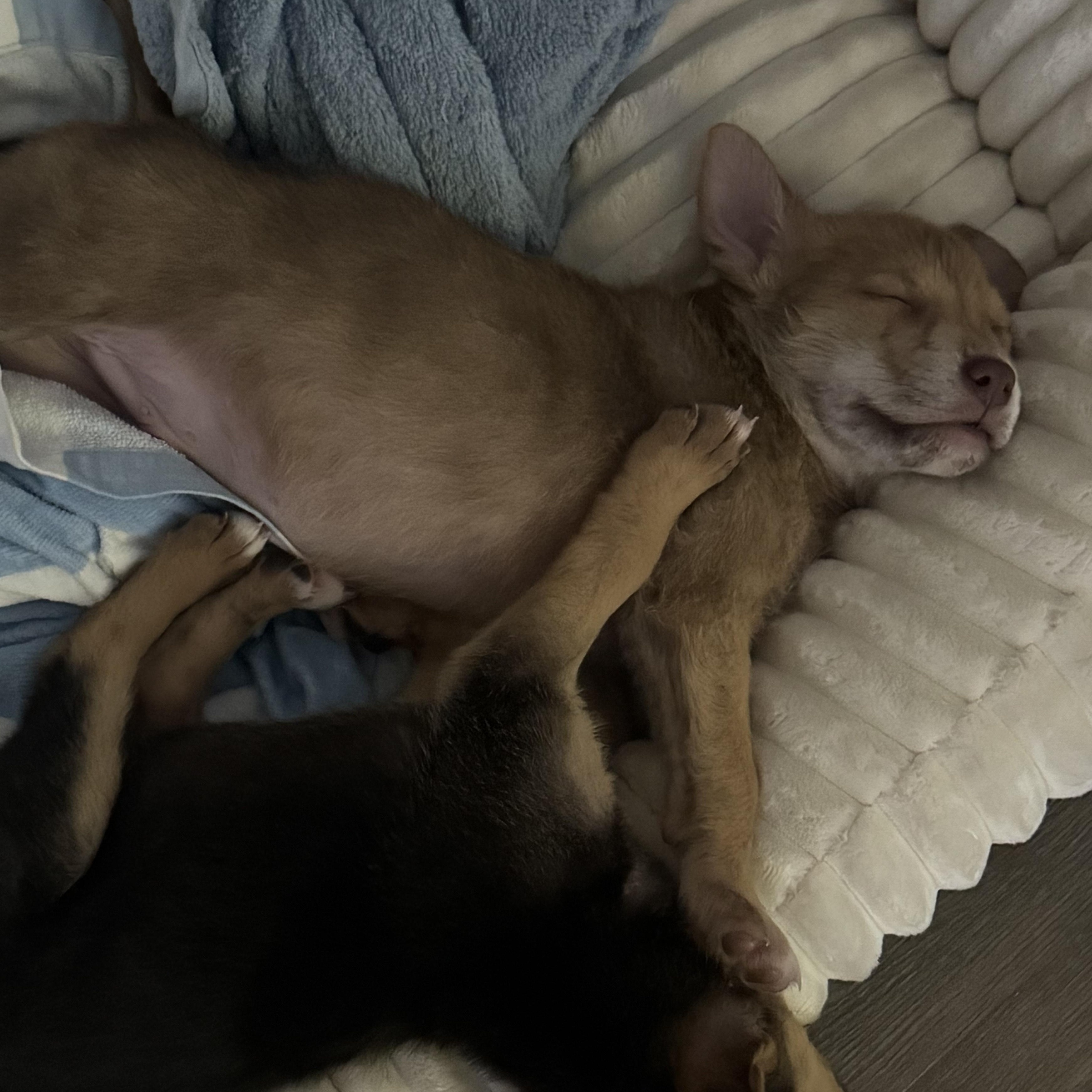 Enlarge Danny, a Adoptable mixed breed in Los Angeles, CA image 2/3