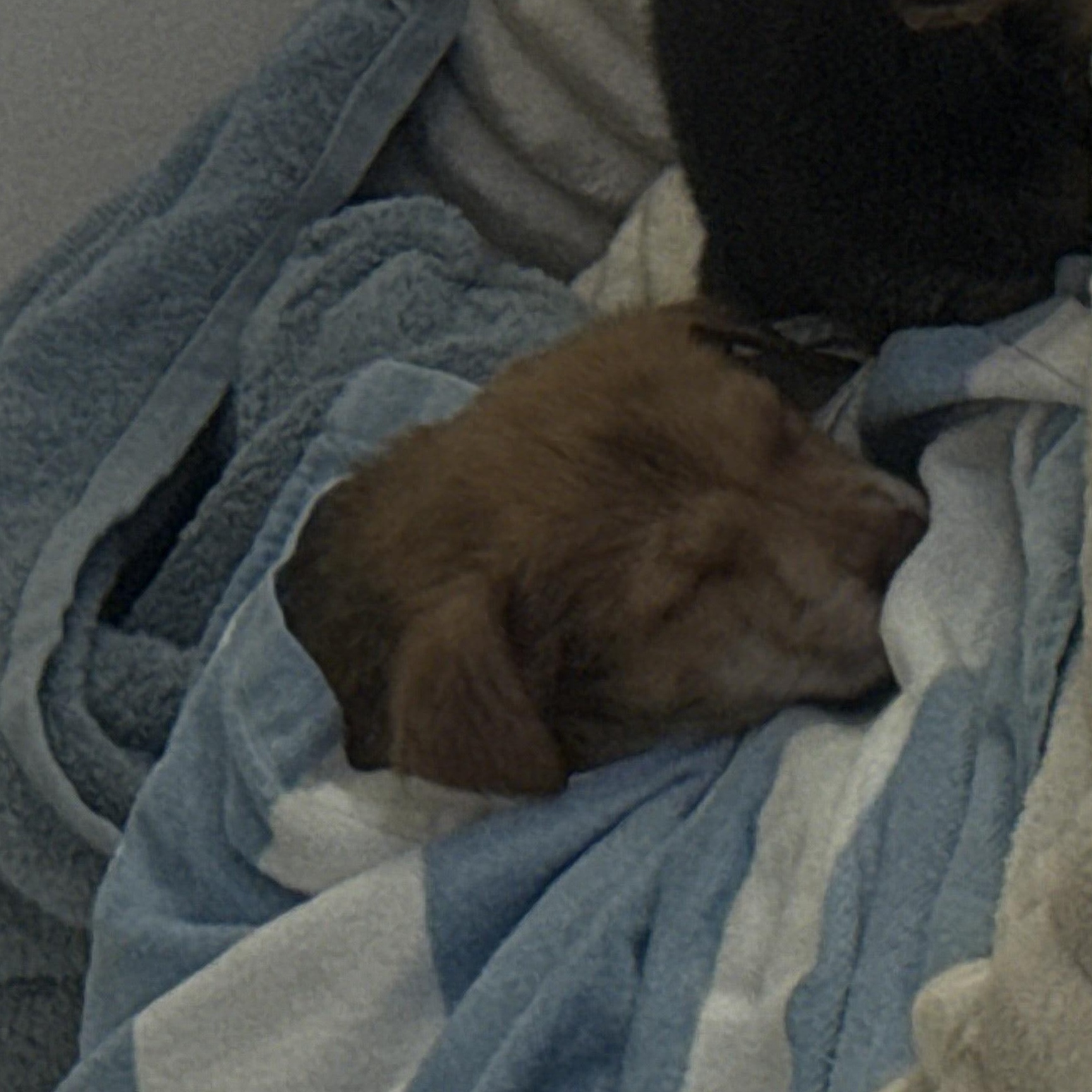 Enlarge Danny, a Adoptable mixed breed in Los Angeles, CA image 3/3