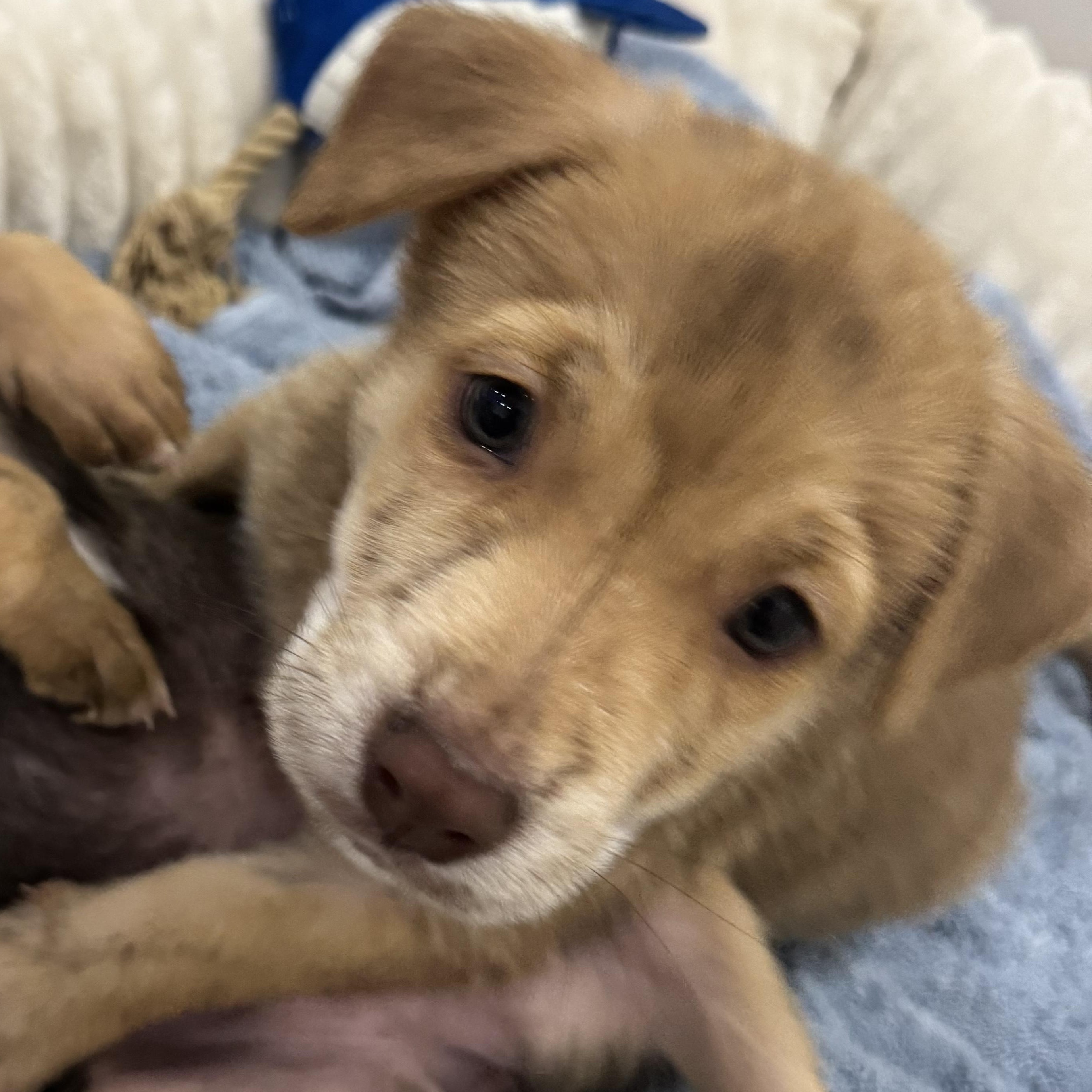 Danny, Adoptable, Puppy Male Shepherd & Border Collie.
