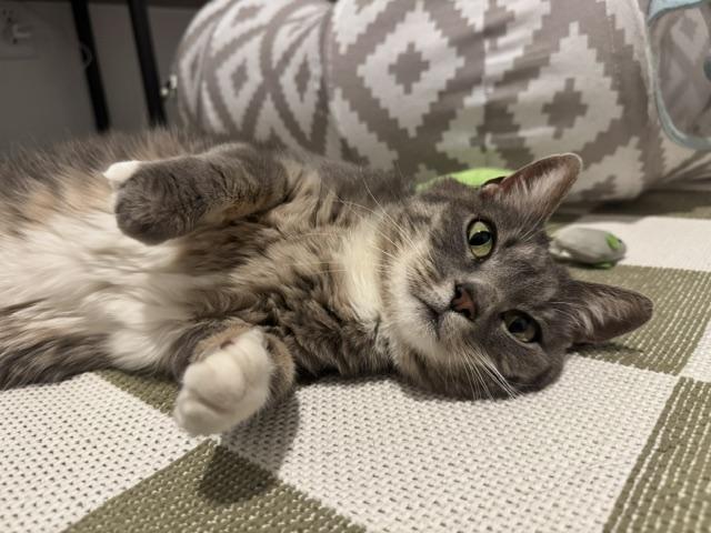 Enlarge TWITCHY, a Adoptable Domestic Short Hair in Aurora, CO image 1/1