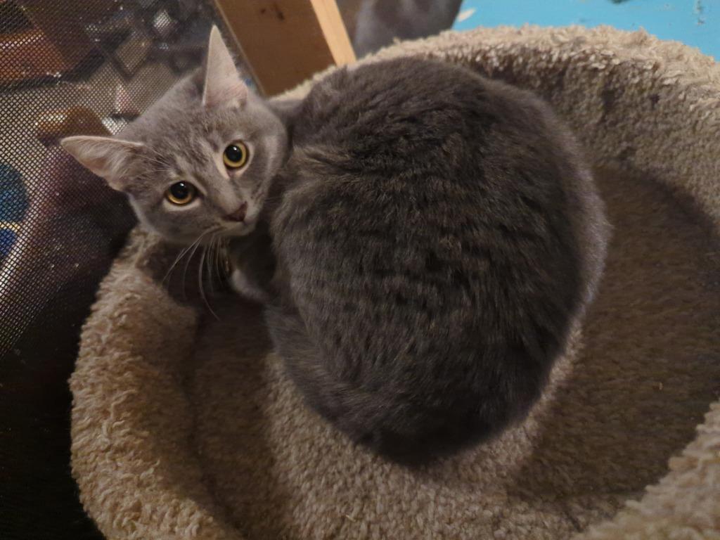 Enlarge Frosty, a Adoptable mixed breed in Rice Lake, WI image 1/1