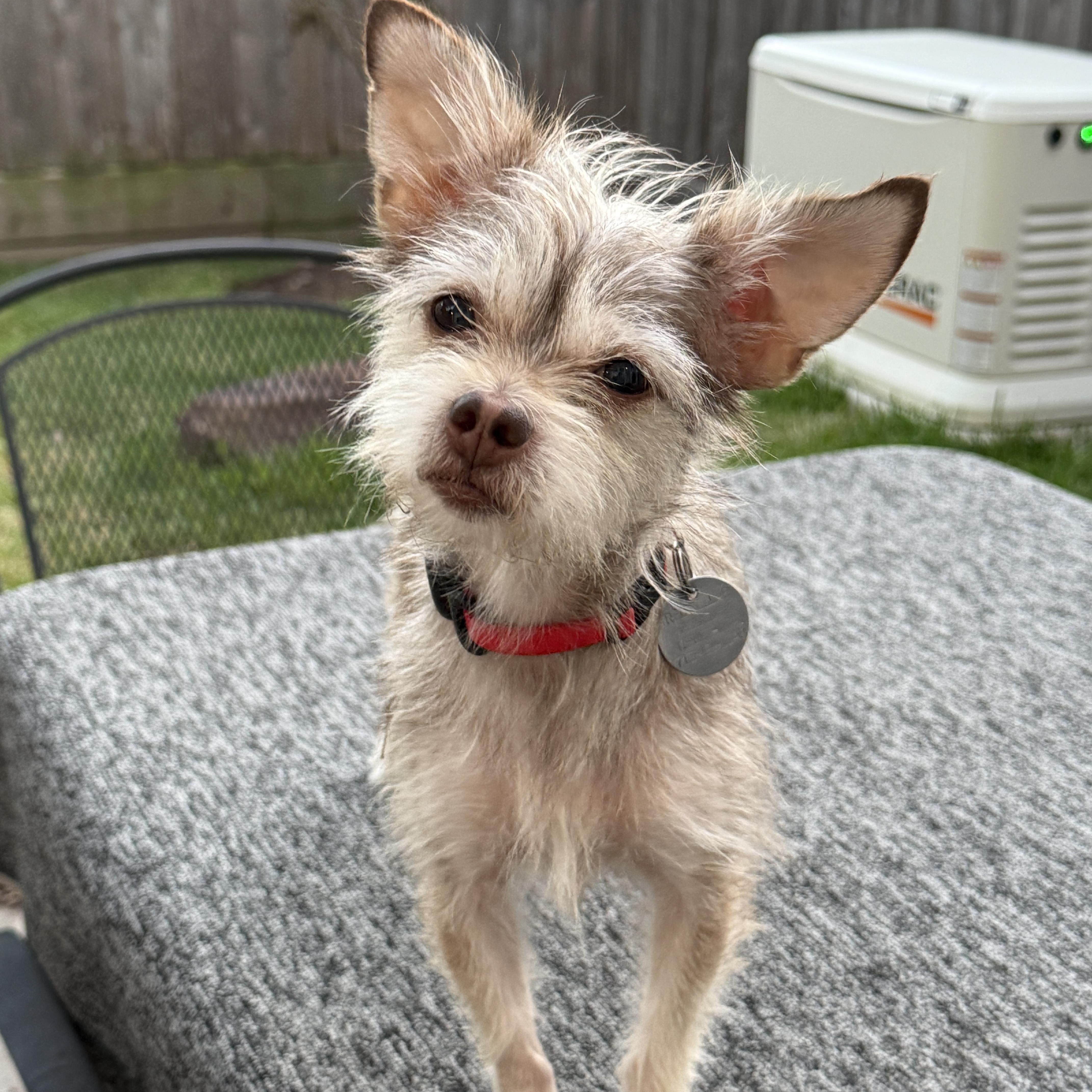 Bijou, a Adoptable mixed breed in Houston, TX image 1/6