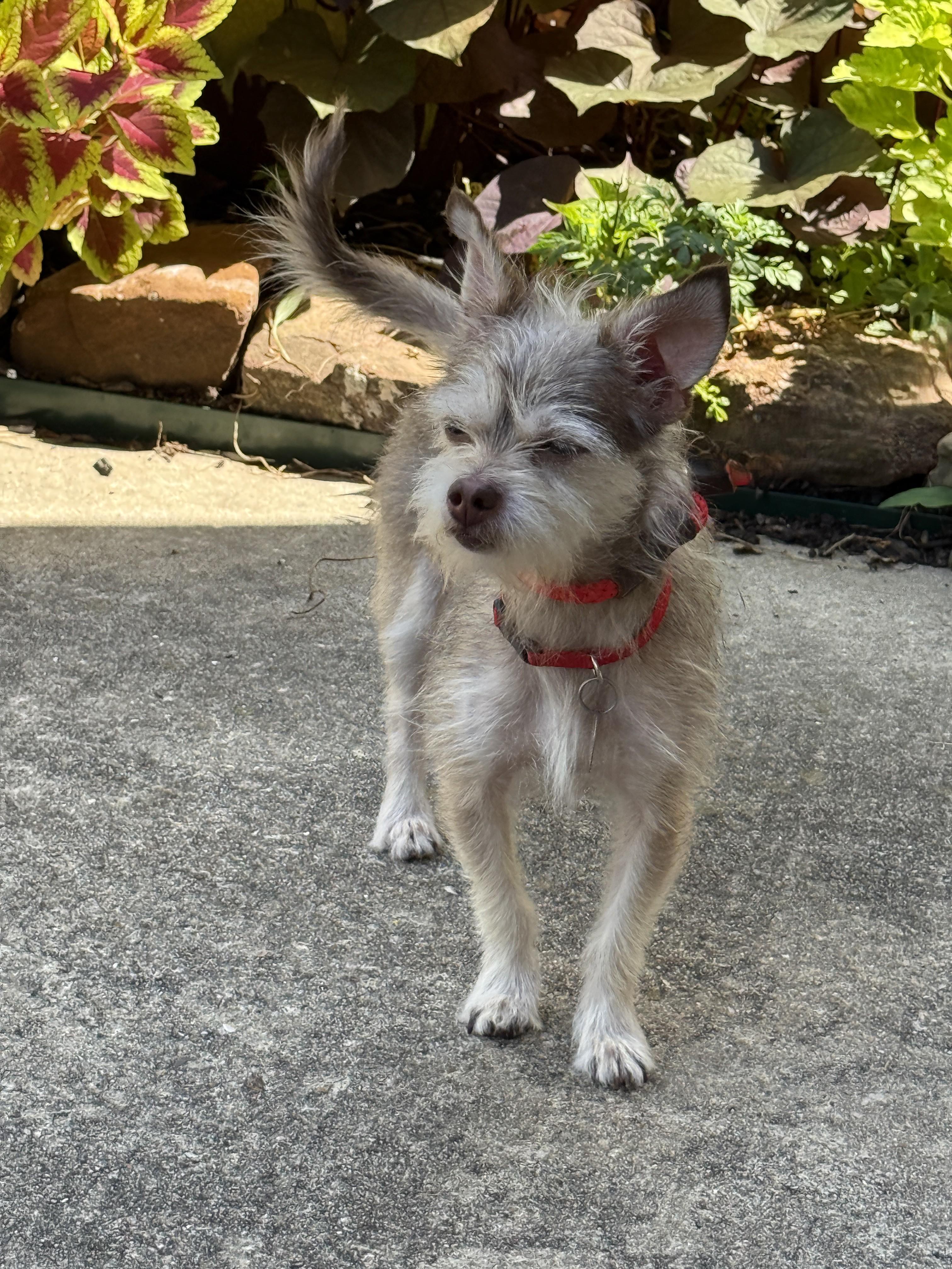 Bijou, a Adoptable mixed breed in Houston, TX image 5/6