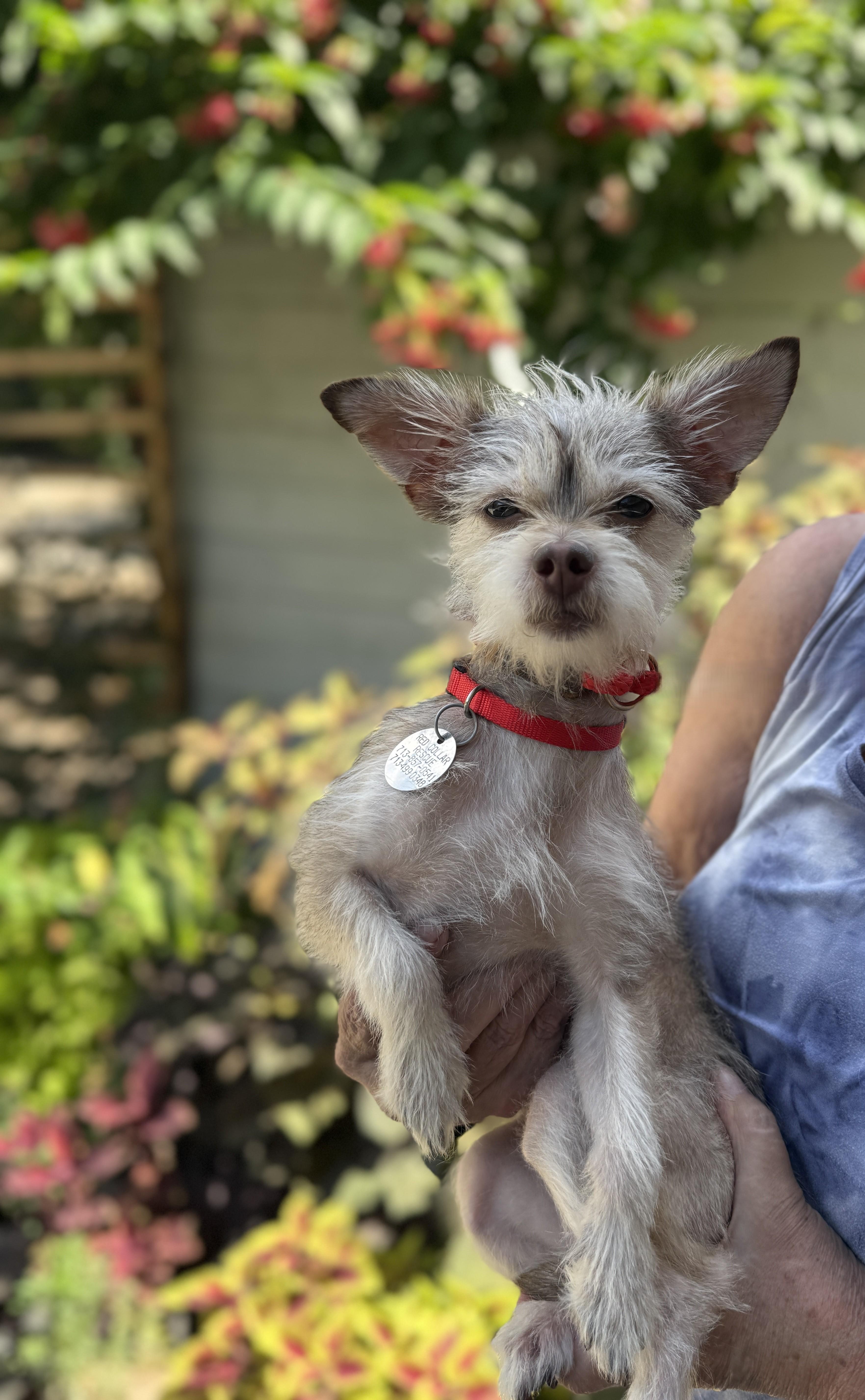 Bijou, a Adoptable mixed breed in Houston, TX image 6/6