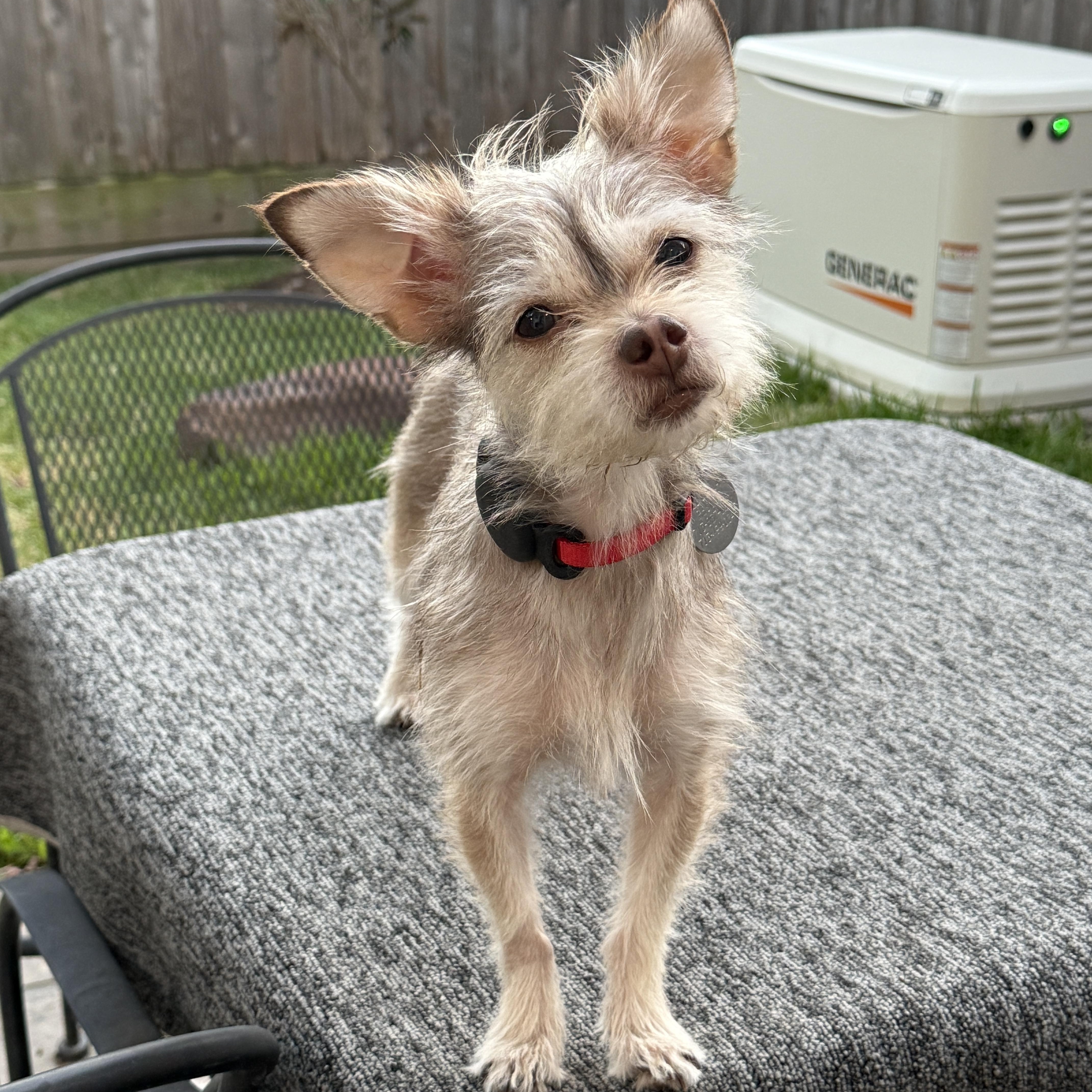 Bijou, a Adoptable mixed breed in Houston, TX image 4/6